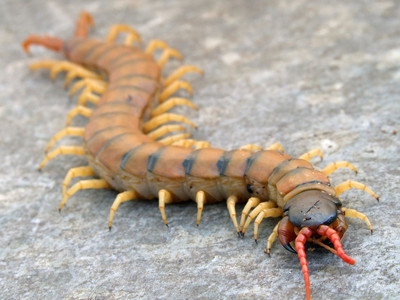 Profielafbeelding · Scolopendra