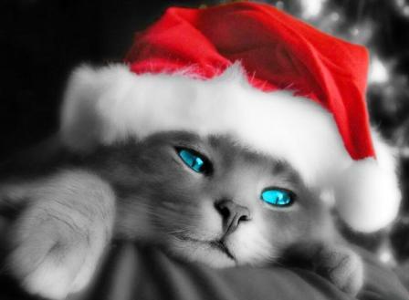 [img width=448 height=329 cacheid=0000100000002194d57368fa1000fdd171]http://img114.imageshack.us/img114/1367/poessiern8.jpg[/img]