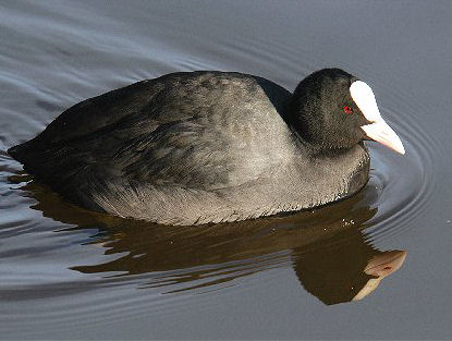 [img width=415 height=313 cacheid=00002f2e002e522b9ad7cfb51a02a09059]http://opmaat-eduware.nl/uploadmap/dierengeluiden_2/meerkoet.jpg[/img]