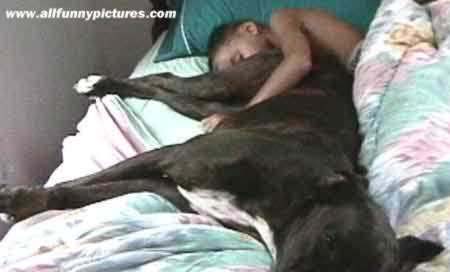 [img cacheid=0000645a0000bcc565a349d11a0075d05f]http://www.allfunnypictures.com/images/dogbed.jpg[/img]