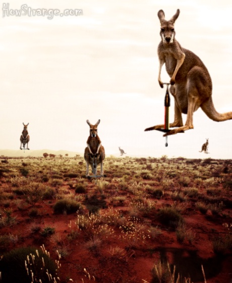 [img width=460 height=560 cacheid=00008f5b001ff19552ab5f6f1a01b9cbb0]http://www.howstrange.com/gallery/pogo.jpg[/img]