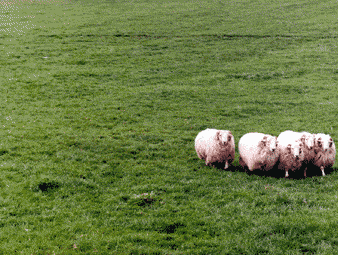 [img cacheid=0000a836000ddcf9dfefa63a1a0037bedf]http://www.jabchai.com/pictures/dog.gif[/img]