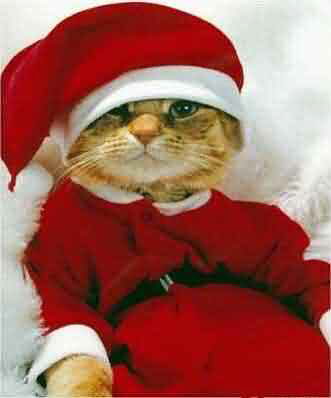 [img width=331 height=398 cacheid=0000d4720001b5ae3201e6f01001007aff]http://www.kerstweb.nl/kerstplaatjes/grappig/hh-xmascat.jpg[/img]