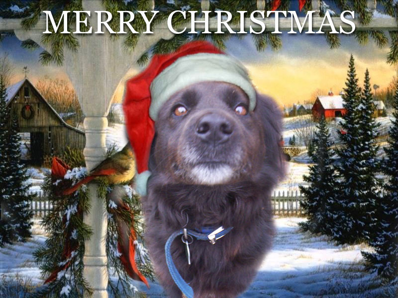 [img width=640 height=480 cacheid=0000d6bb0001bac232eaee6510002c0640]http://postercrazy.com/fun/parodies/animals/dogs/merry-christmas.jpg[/img]