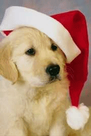 [img width=180 height=270 cacheid=0000ecc90001efbfe4e0efce1001010807]http://members.chello.nl/ewouters/honden/hond39.gif[/img]