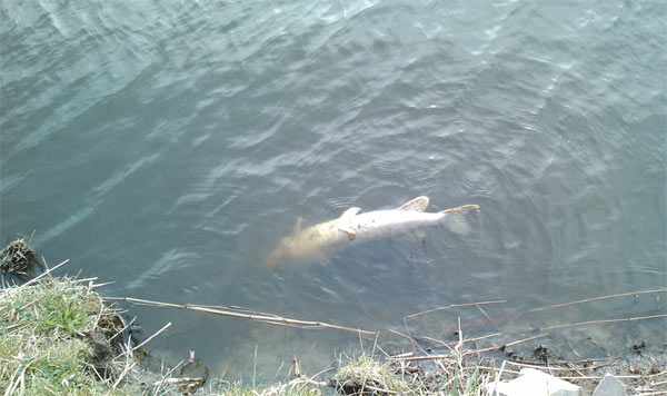 [img width=600 height=356 cacheid=0000f8d500020ca755f77f021a02bea7db]http://members.chello.nl/dajuno/2011/deaud1.jpg[/img]