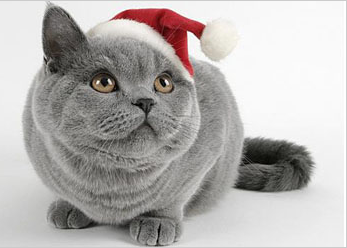 [img width=347 height=248 cacheid=0000fafd000210eb147e22ca10002b7a08]http://img149.imageshack.us/img149/2084/poesck4.png[/img]