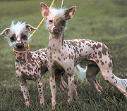 [img width=180 height=158 cacheid=0001045200022727f285e8651a00fe3be0]http://www.worldexplorer.be/chinese_gekuifde_naakthond.gif[/img]