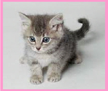 [img width=416 height=350 cacheid=000131a8000b294fc9c348d7100108b74b]http://www.obeindhoven.nl/www/jeugd/images/reserveerkaartjes/poesje.jpg[/img]