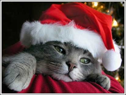 [img width=412 height=312 cacheid=0001512e0002ea005ef07175100272edf8]http://users.myonline.be/~tdn63594/kerstpoes.jpg[/img]