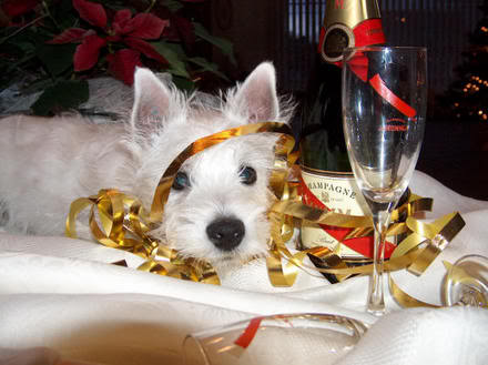 [img width=440 height=329 cacheid=000162cd000319e4e86de91a1000f8cfce]http://i21.photobucket.com/albums/b270/crispinus/dolce20nieuwjaar201.jpg[/img]