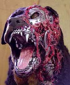 [img width=226 height=275 cacheid=0001a1170003b9184fb988c51a02b032d0]http://www.weirdwildrealm.com/filmimages/rottweiler.jpg[/img]