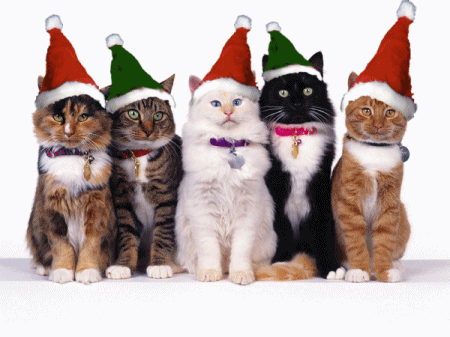[img width=450 height=337 cacheid=0001b1ca0003e30d0fac859c1002725c0d]http://images.paraorkut.com/img/pics/animations/m/merry_christmas_cats-11421.gif[/img]
