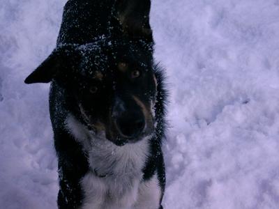 [img cacheid=0003a8c10008ec3088bc2bcd1b001042d1]http://members.lycos.nl/geertjefolkertsma/Mikey/AAAA0825.JPG[/img]