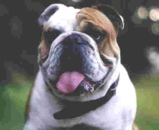 [img cacheid=0003b90f00091c146cac33c61a000d1a92]http://members.chello.nl/a.vanhees12/hond.jpg[/img]