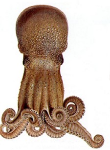 [img width=225 height=306 cacheid=00040ca4000a0e721ed4dd401a00a5dd0e]http://www.schmidtzeevis.nl/assets/images/Kleine_Achtarm_30_cm.JPG[/img]