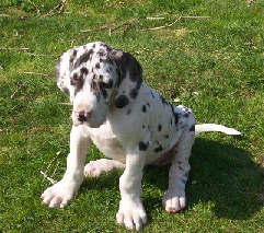 [img width=241 height=213 cacheid=0005136f000d018830fd1ebb1b003739a3]http://www.duitsedoggenofondrasjoy.nl/_wp_generated/wpefc77e4e_0f.jpg[/img]