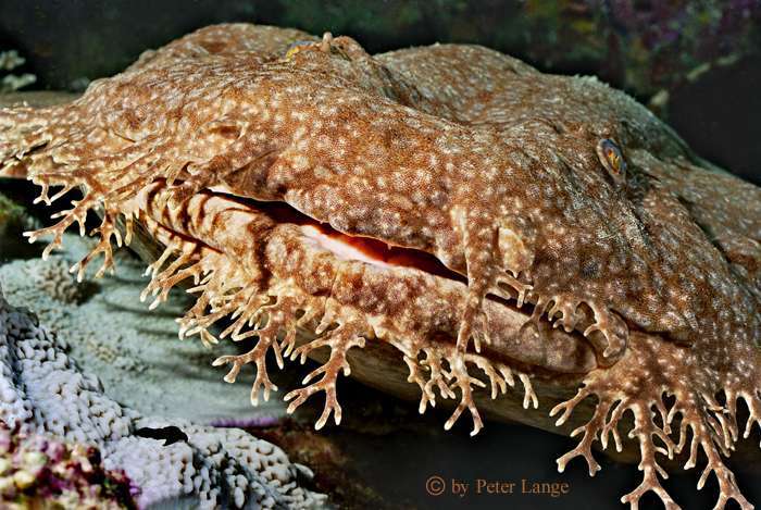 [img width=677 height=454 cacheid=00058eb7000e8034fe8a2f7c1e0000a3e5]http://www.fotofish.at/Images/P.Wobbegong.jpg[/img]