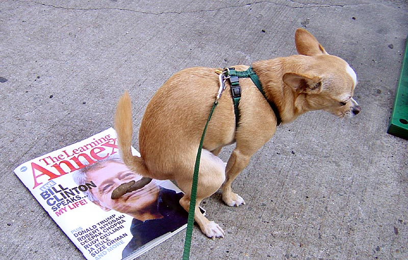 [img width=800 height=510 cacheid=00060d70000fef6e0ff125b51a01ebe81c]http://jay.kusnetz.net/images/republican-Chihuahua.jpg[/img]