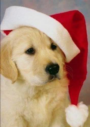 [img width=354 height=500 cacheid=00066e2a0010e89422742b651000f96db2]http://i215.photobucket.com/albums/cc193/xorositaox/150497591_5_17bt.jpg[/img]