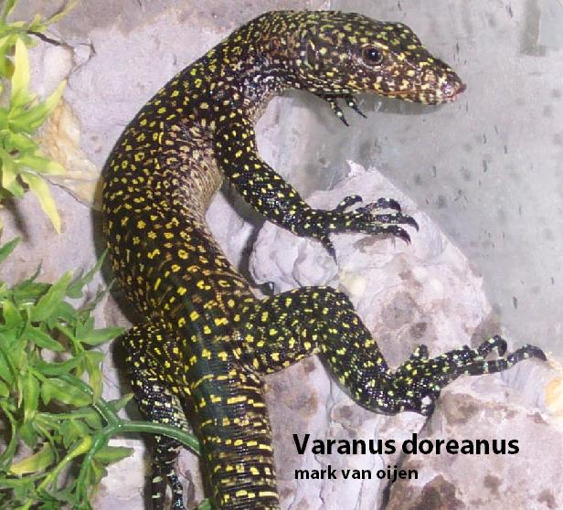 [img width=582 height=528 cacheid=000672f90010facefe4e476d1a00bc656d]http://gallery.pethobbyist.com/data/36933doreanus1a.jpg[/img]