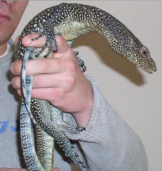 [img width=541 height=568 cacheid=000673cd0010fece774c496c1a00bc656d]http://gallery.pethobbyist.com/data/36933dorn2-med.jpg[/img]