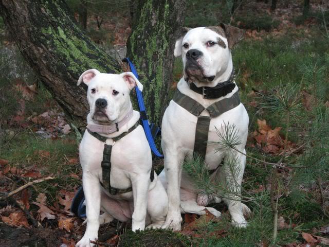 [img width=640 height=480 cacheid=0006b2850011d1ea3a54d2571a01b6e4e1]http://img.photobucket.com/albums/v207/diene/morgandino17dec2.jpg[/img]