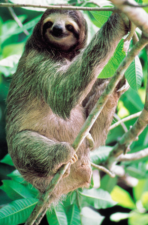 [img width=300 height=455 cacheid=0007128a001305329c62fb851a00fdaf2a]http://www.baobab.nl/images/imagebase/galerij/cos/pics/cos05.jpg[/img]