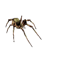 [img cacheid=0008695b0001ae7785aebd221e00007c8f]http://www.blizzard.com/wow/images/beastiary/venomspider.gif[/img]