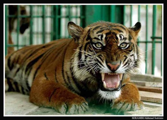 [img width=559 height=400 cacheid=000889e50017d04900a882e71e0001c579]http://pic4.picturetrail.com/VOL749/2756196/5522555/161213931.jpg[/img]