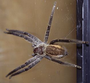 [img cacheid=0008cde50018b7a69b81eab01a00b494df]http://www.spiderzrule.com/TropicalSpider1[jrt].jpg[/img]