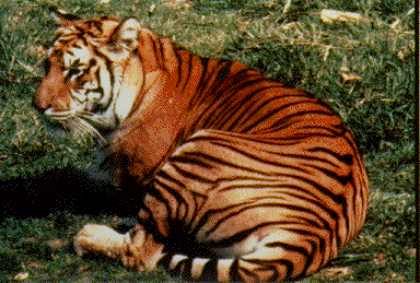 [img width=384 height=259 cacheid=00091d990019c98e3a30b96f1a00c8e055]http://species.fws.gov/graphics/tiger3.gif[/img]