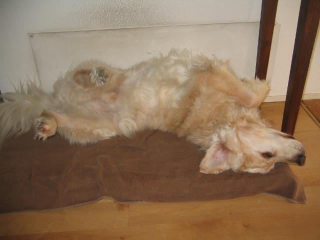 [img width=300 height=225 cacheid=000943be001a4d4a6d491cfe1a00d2279b]http://img217.echo.cx/img217/5249/scheveningenafterbettyford002s.jpg[/img]