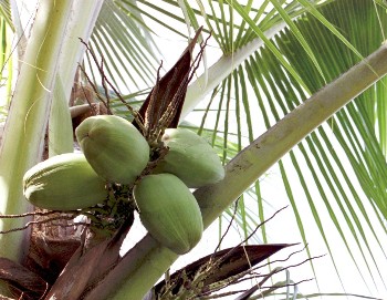 [img width=350 height=271 cacheid=00099e21001b8032e1a8a6fd1a00e36bde]http://www.qualityfirst.on.ca/images/Coco%20tree%20close%20up%20J.JPG[/img]