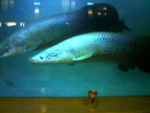 [img width=640 height=480 cacheid=000a8da9001e8f6b67948d2e1a010a0094]http://radio.weblogs.com/0140452/images/arapaima.jpg[/img]