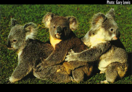 [img width=500 height=351 cacheid=000b64a90020fdef0e8bd5d61a013043e4]http://www.barrierreefaustralia.com/IMAGEGALLERY/koalas.jpg[/img]