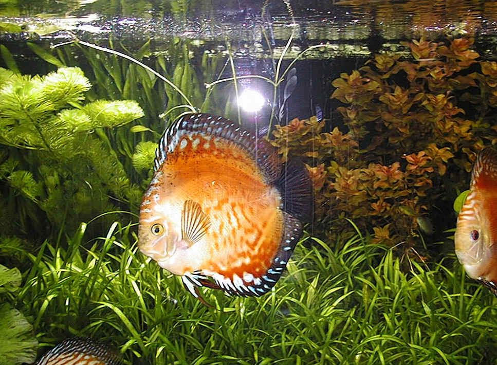 [img width=647 height=475 cacheid=000bd7d500220fa1efe7d4771a0140e8ab]http://neutron.ornl.gov/~zhelud/cool/fish/55gal/fish.h3.jpg[/img]