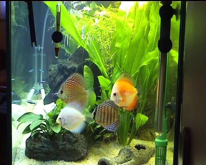 [img width=620 height=496 cacheid=000bd7d800220fb53b9f292d1a0140e8ab]http://www.aquarium-aquariophilie.com/discus/photos/3.jpg[/img]