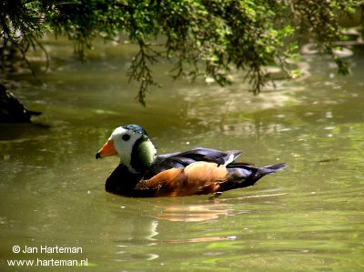[img width=400 height=299 cacheid=000c2fb30023108cbdd366ec1a015b2f08]http://www.harteman.nl/omnibus/anseriformes/images/species/Nettapus_auritus-01.jpg[/img]