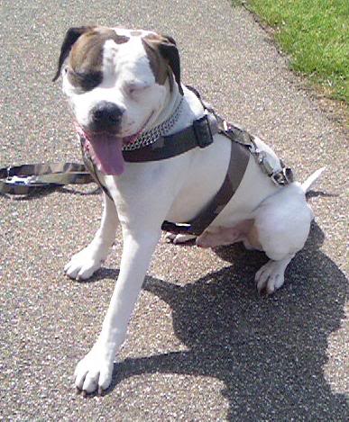 [img width=387 height=469 cacheid=000c5e8700239b68a44b59461a0168d31c]http://i3.photobucket.com/albums/y67/maula/zomer4.jpg[/img]