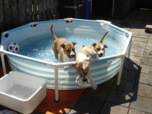 [img width=640 height=480 cacheid=000c9e0100244e4b4889ee491a017a0669]http://i70.photobucket.com/albums/i119/supergirlpipa/lekker%20een%20eigen%20zwembad/4-7-2006050.jpg[/img]