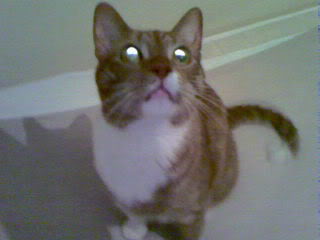 [img width=320 height=240 cacheid=000cc9d00024cb0e4e5be3bc1a01885fd7]http://i61.photobucket.com/albums/h76/Haagskatjuh/Photo-0481.jpg[/img]