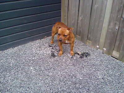 [img width=400 height=300 cacheid=000cd2e90024e55a2daba8b11a018b9de2]http://i3.photobucket.com/albums/y67/maula/Photo-0007.jpg[/img]