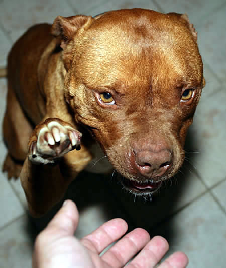 [img width=450 height=532 cacheid=000cd3270024e5e9bc7809511a018bbfef]http://www.spbr.org/foreverhomes/2005/spring/redman/5.jpg[/img]