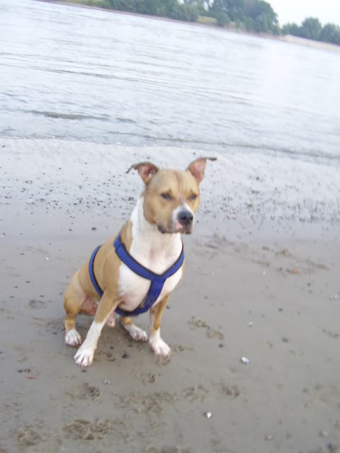 [img width=480 height=640 cacheid=000cd85f0024f33d97d94f911a018daa8e]http://i24.photobucket.com/albums/c42/staffordlover/P7090160.jpg[/img]