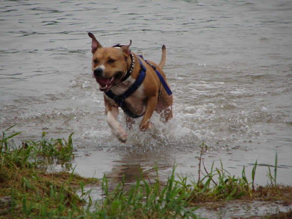 [img width=600 height=450 cacheid=000cd86a0024f35588624c991a018daa8e]http://i24.photobucket.com/albums/c42/staffordlover/dieselinaktie.jpg[/img]