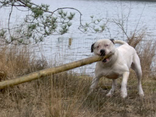 [img width=512 height=384 cacheid=000cea4e0025277bde1344c81a0193fc48]http://i3.photobucket.com/albums/y94/djeksendino/dino4.jpg[/img]