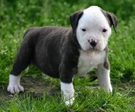 [img width=268 height=222 cacheid=000d087f0025786d59e0b66f1a019d0c65]http://i17.photobucket.com/albums/b76/MikeSpike/missspikepup.jpg[/img]