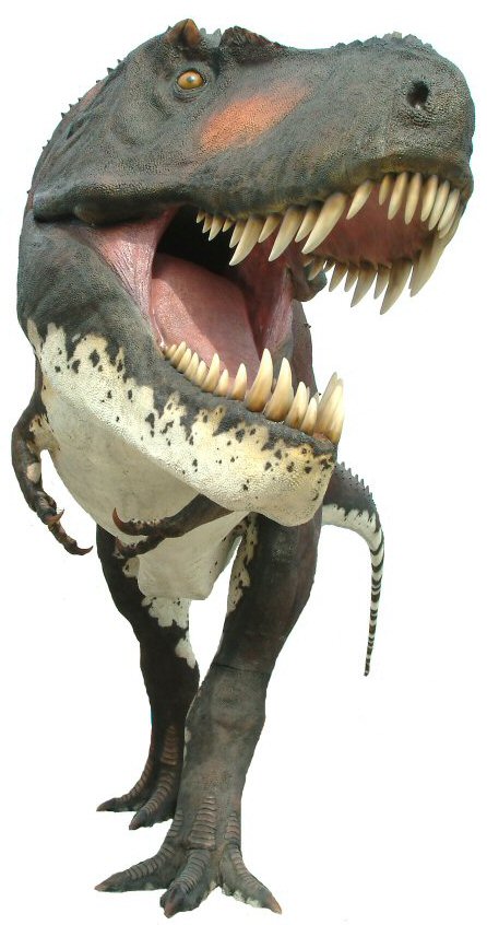 [img width=223 height=423 cacheid=000d83680026c7b22c31b29b1a01c10ffc]http://www.cmstudio.com/image/Tyrannosaurus%20Rex011.jpg[/img]