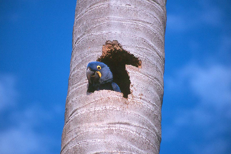 [img width=683 height=450 cacheid=000d836c0026c7be8094fb511a01c1108d]http://www.piersallison.co.uk/images/brazil/scan294.jpg[/img]